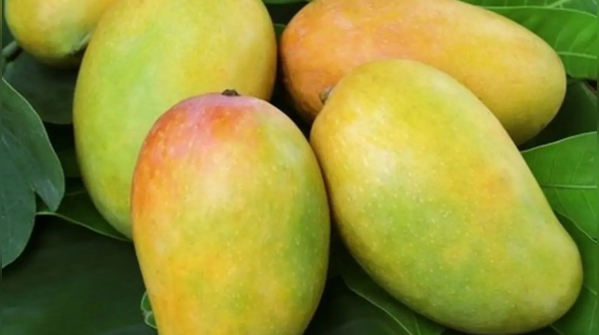 Kesar Mango