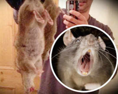Giant rats immune to poison are threatening Britain