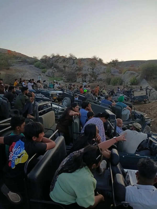 Jawai leopard safaris set for stricter regulation under new SOP