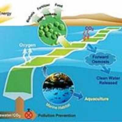 NASA plans algae farms for jet fuel