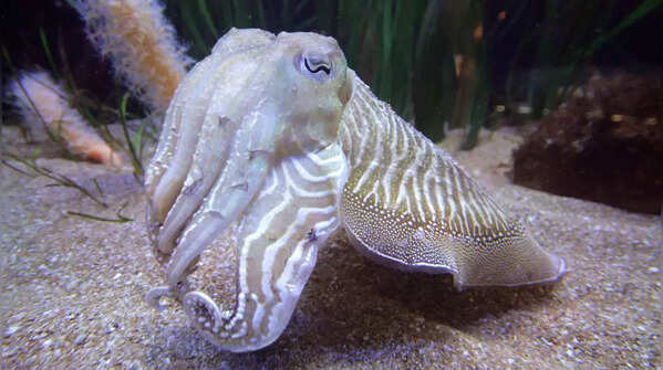 6 underwater predators from the animal world