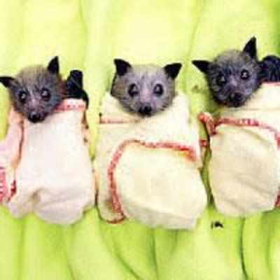 Baby bats rescued from oz floods