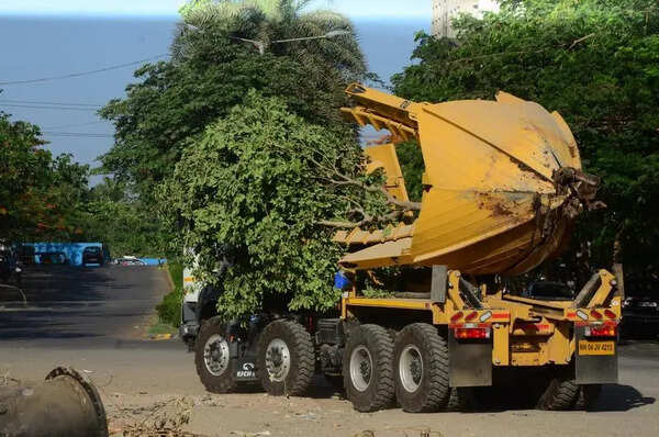 Transplanter root cause why AMC cannot save trees at project sites