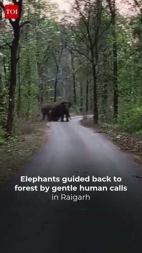 Elephant Herd Safely Guided Back to Forest in Raigarh