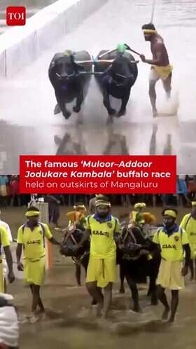 Buffaloes Race At Muloor&ndash;Addoor Jodukare Kambala