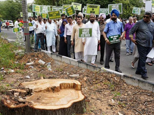 300 walk for trees, seek answers