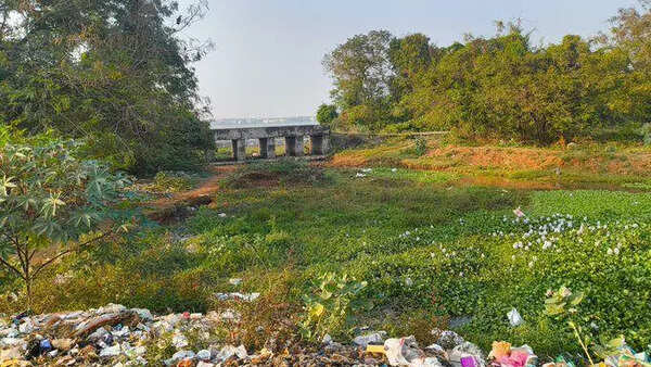 Madambakkam lake full of sewage, hyacinth