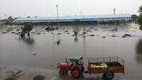 Haryana: Improper arrangements at Shahabad mandi, heaps of ready sunflower crop washed away in the rains 