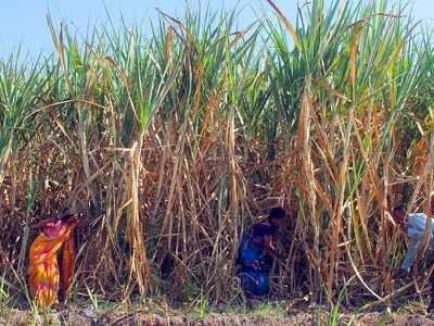 Beed hysterectomy operations: Govt makes health check-up compulsory for sugarcane cutting women labourers