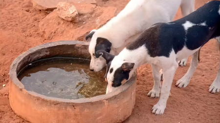 We know ABC works for strays, but we don&rsquo;t learn it