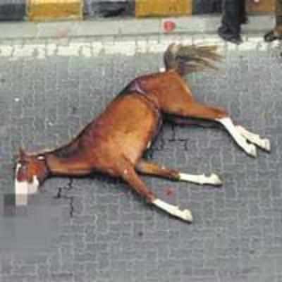 Horses die after falling off flyover