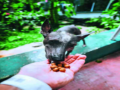 A middle ground to care for strays