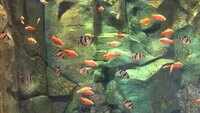 Chennai: Underwater tunnel unveiled at VGP Marine Kingdom on Sunday 