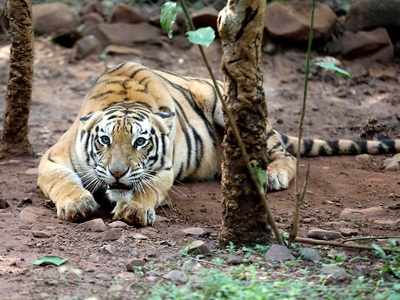 India's Tiger census sets Guinness Record for world's largest camera trap survey