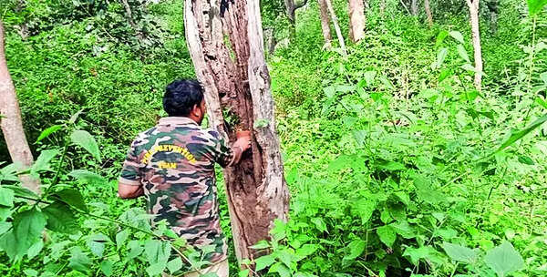 Forest department to plant 5 crore saplings during 2024 drive