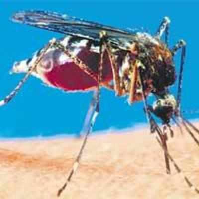 Mosquitoes prefer men, says study