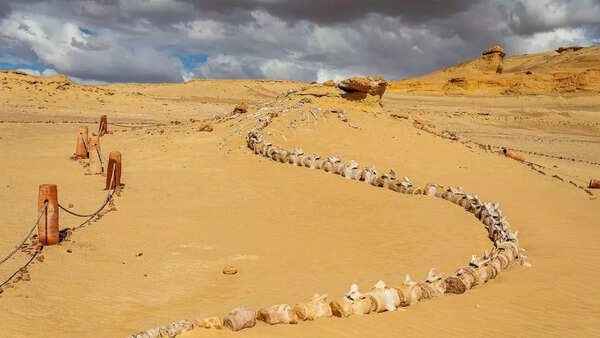 How did whales end up in a desert? Egypt’s 40-million-year-old ‘Valley of the Whales’ reveals the answer