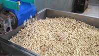 Covid-19: Cashew factories resume operations in Mangaluru 