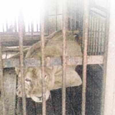 Zoo lioness loses her roar