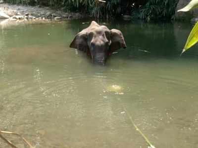 FIR against unidentified people over pregnant elephant's death in Kerala