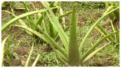 Aloe Vera cultivation empowers women in Ranchis Deori village