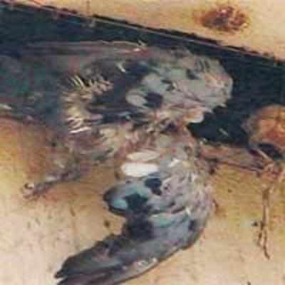 Hospital accused of bird cruelty