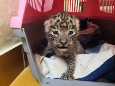 After attempts to reunite with mother fails, rescued leopard cub to be sent to rehab centre