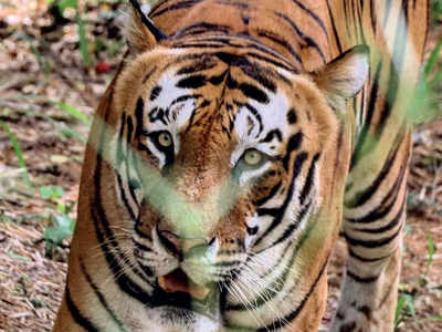 Story behind the photo: Tiger, Tiger burning bright