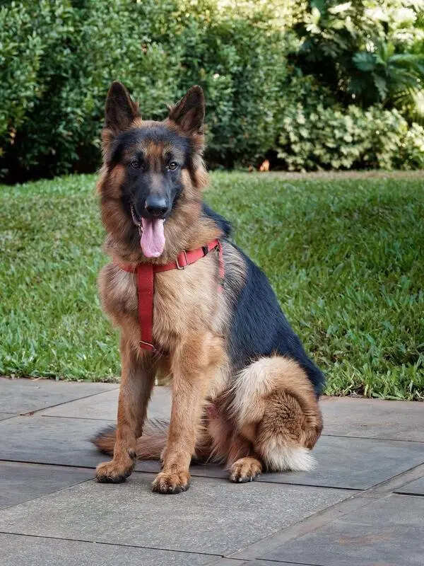 Defying all odds: Pune vet reverses 85% kidney failure in dog through dialysis intervention