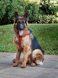 Defying all odds: Pune vet reverses 85% kidney failure in dog through dialysis intervention