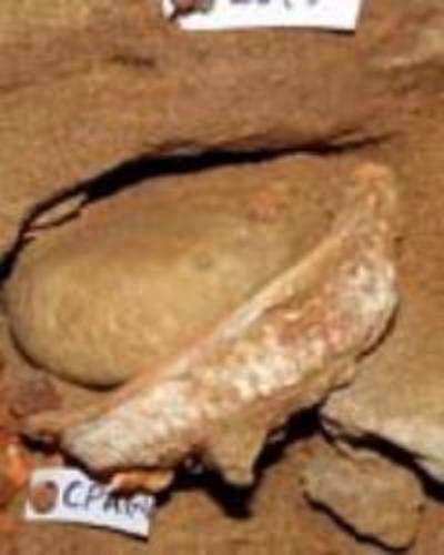 Ancient '˜paint factory' found in South Africa