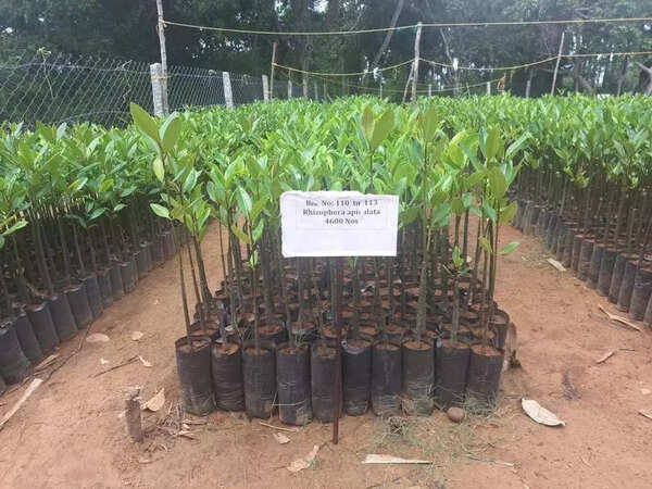 TN launches new urban greening policy
