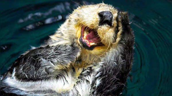 Sea Otters