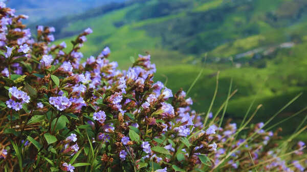 7 plants and trees that flower only once in their lifetime, and where you can find them