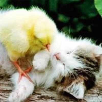 Strange bedfellows: A chick and a kitten become pals