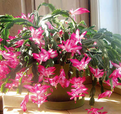 The greenskeeper: Bursting into bloom for X’mas