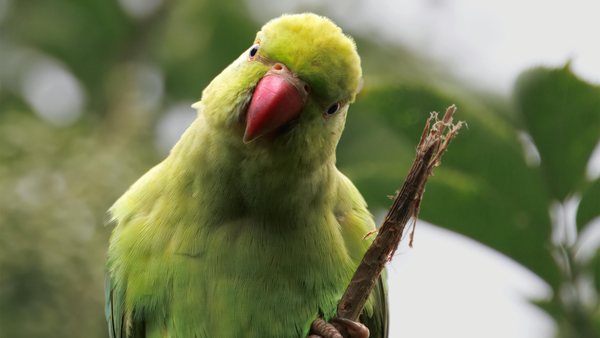 Parakeets flying near your home: Science reveals it’s a good sign of change in the local environment