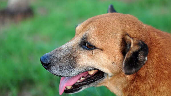 Indian Pariah Dog from India