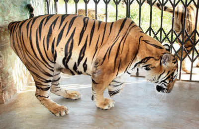 Protein cut to save BBP’s tigers, lions
