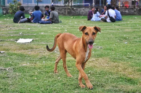 JU divided over doghouse treatment for dogs on campus