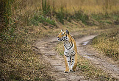 Rescued tigress dies during treatment at Maharashtra's Pench Tiger Reserve