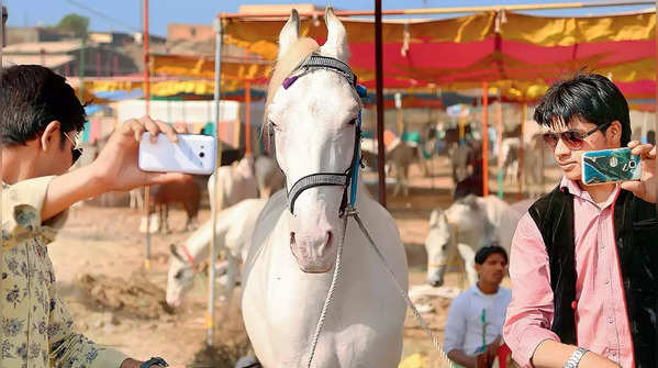 Horse trade fair kicks off on December 21