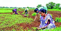 Farmers face losses as hailstorms, wind damage fruits, veggie crops