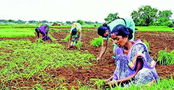 Farmers face losses as hailstorms, wind damage fruits, veggie crops