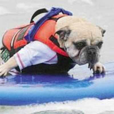 Surf dogs take to waves at California beach