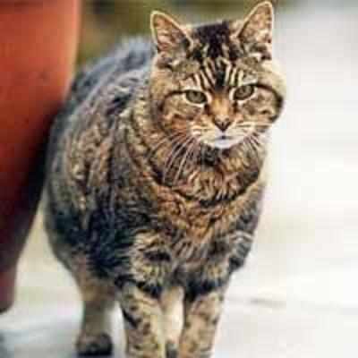 Mewow! Is this the oldest cat in the world?