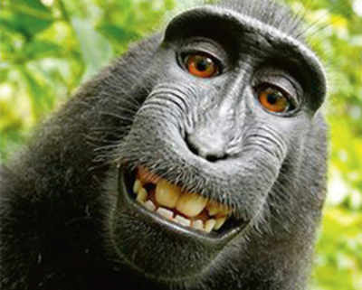 Nobody owns the copyright to this monkey’s selfie
