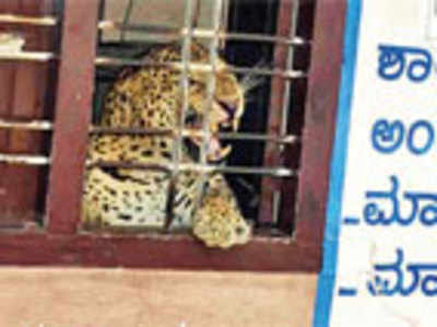Leopard spreads panic in Chikkamagaluru town