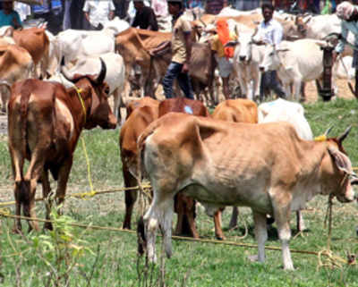Cattle sale ban rules likely to be tweaked