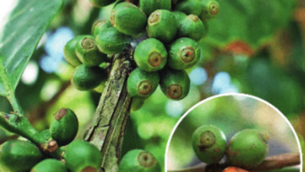 How India’s waking up to coffees that can beat climate change